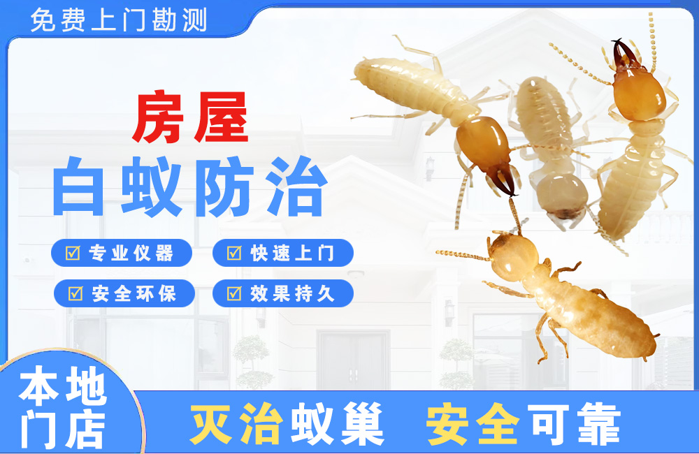 常熟房屋白蚁防治